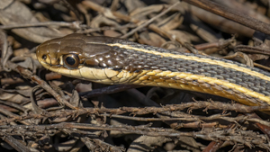 close-up of Ribbon snake head