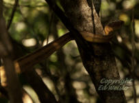 The Yellow Rat Snake in a Mangrove tree.
