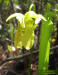 Hooded Pitcher plant flower
