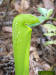 Hooded Pitcher plant