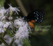 Atala butterfly at rest