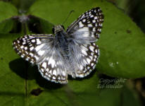 Tropical Checkered-Skipper Butterfly
