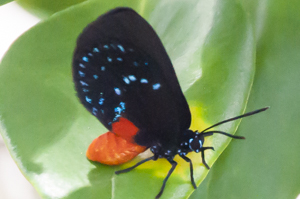 Atala butterfly resting on a leaf