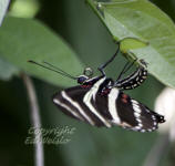 A Zebra longwing butterfly laying eggs on a Passionvine.