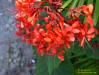 Image - Javanese Glorybower flower cluster