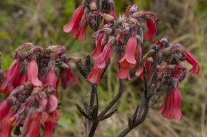 Chandelier plant - Kalanchoe delagoensis flowers