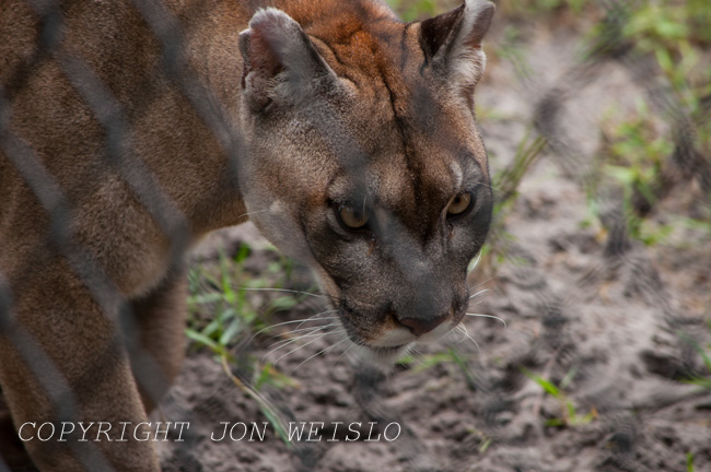 Florida's Wildlife - Mammals