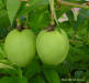 Maypop vine fruit (Passion fruit)