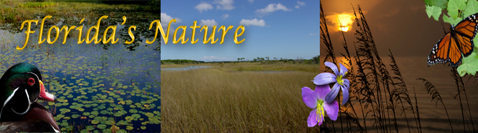 Floridasnature.com