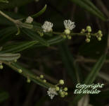 Pineland croton white flowers