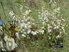 Image - Reticulate pawpaw (Asimina reticulata)