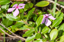 Madagascar Periwinkle - pink flower morph