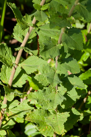 Roundleaf thoroughwort leaf detail picture