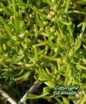Saltwort flowers (Batis maritima)