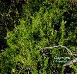 Saltwort plant (Batis maritima)