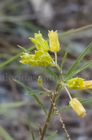 Savannah Milkweed flower detail