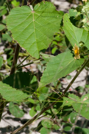 sSda cordifolia - Foliage detail close-up