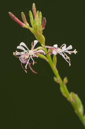 Southern beeblossom - Oenothera simulans
