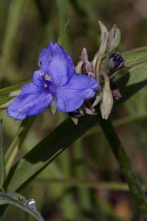 Ohio Spiderwort, flower detail