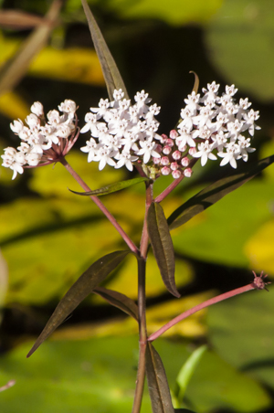 Swamp milkweed white flowers