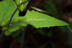 Lilac tasselflower leaf detail image