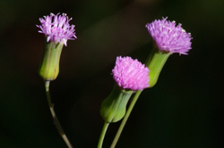 Lilac Tasselflower - Emilia sonchifolia