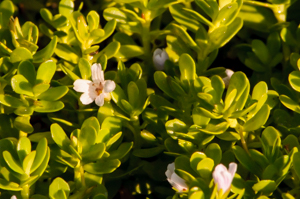 Herb-of-Grace  detail( Bacopa monnieri )