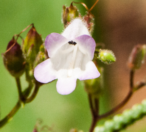 Manyflower beardtongue flower  detail (Penstemon multiflorus )