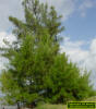 Australian pine tree on riverbank