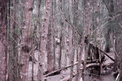 Understory of a thicket of Australian pine