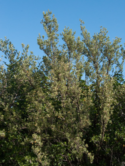 Buttonwood tree