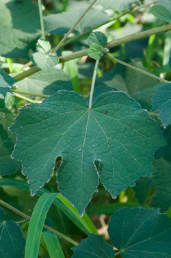 Caesarweed - Leaf 
