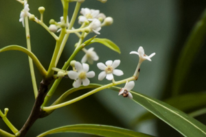 Nectandra coriacea flowers detail