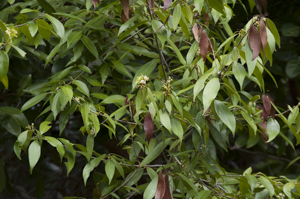 Lancewood tree - Nectandra coriacea