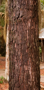 Close-up detail of a longleaf pine trees bark