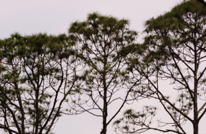 Canopy of the longleaf pine tree