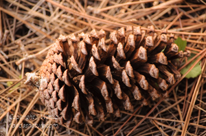 Detail image - Slash pine cone (open)