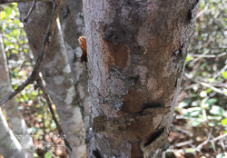 Bark of the Poisonwood tree
