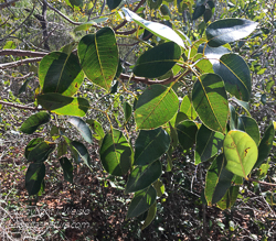 Florida Poisonwood tree - foliage