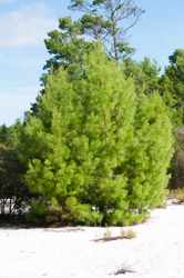 Immature sand pine (pinus clausa)