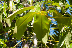 Underside of Schefflera actinophylla leaf