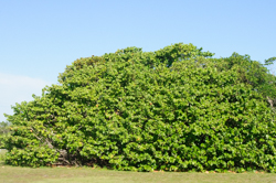 Seagrape tree