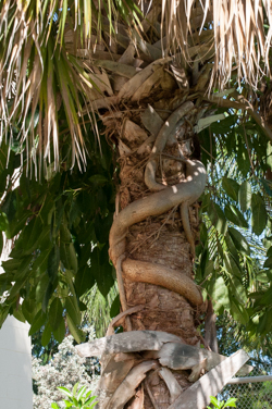 A Strangler figs roots encircle a cabbage palm