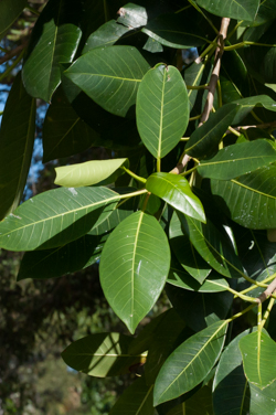 Strangler Fig  (Ficus aurea) detailed close-up image of leaves