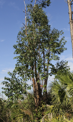 Swamp Mahogany tree - Eucalyptus robusta