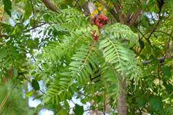 winged sumac tree