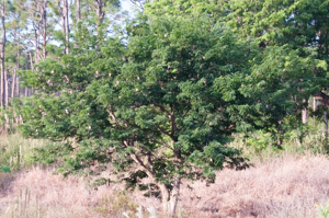 Woman's tongue tree - Albizia lebbeck
