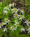 White top Aster flowers(Oclemena reticulata)
