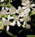 Frostweed flower detail