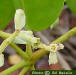 White Mangrove flower
